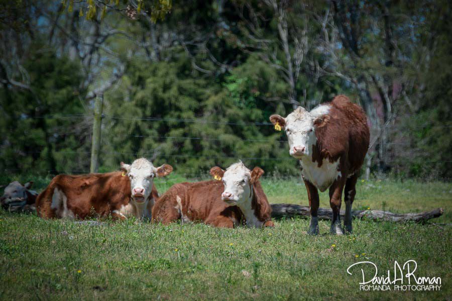 Spring on the farm